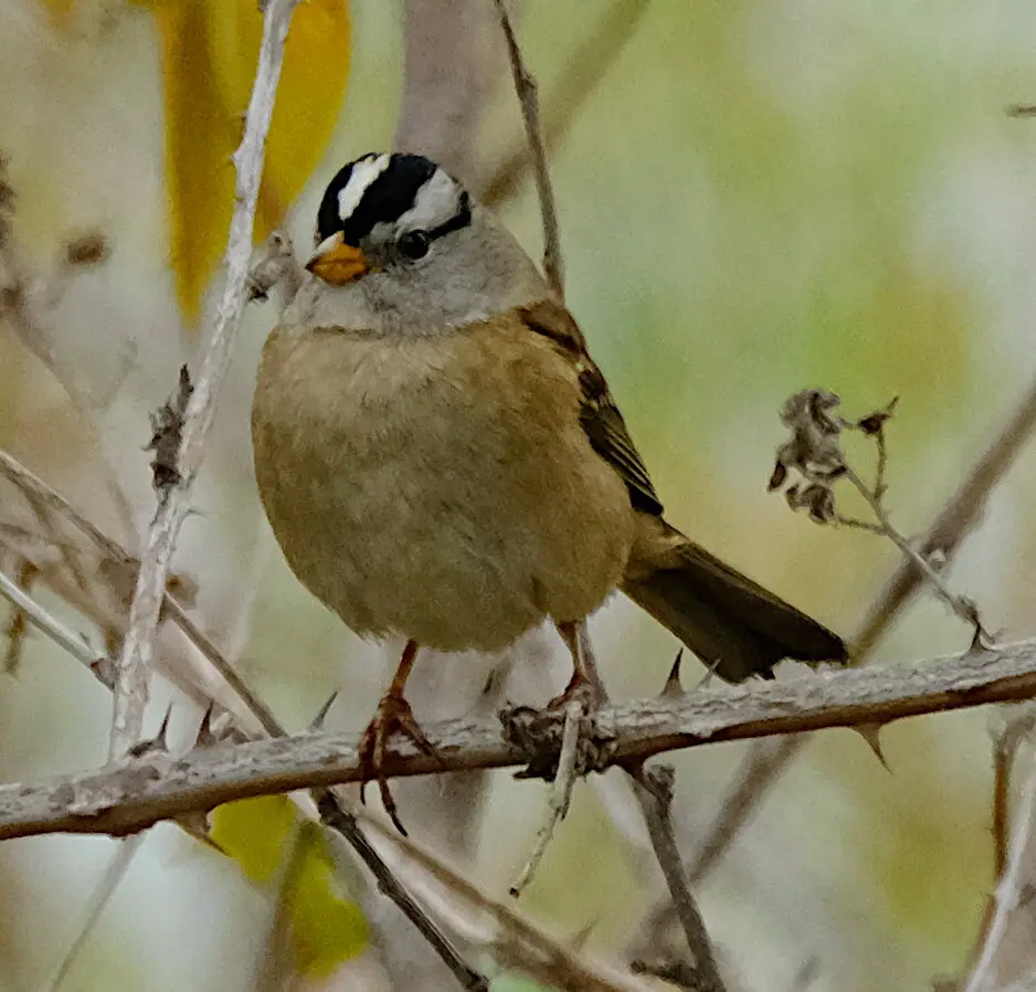 Golden-Crowned Sparrow