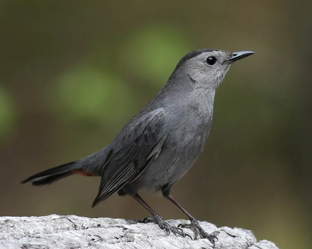 Gray Catbird