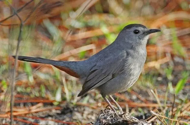 Gray Catbird