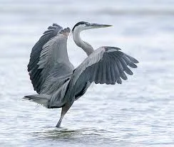 Great Blue Heron 