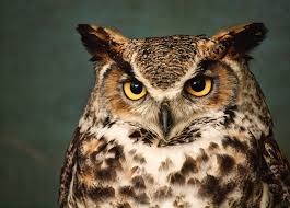 Great Horned Owl