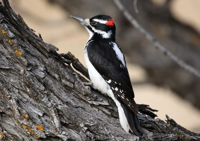 Hairy Woodpecker