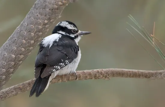 Hairy Woodpecker