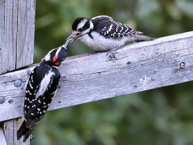 Hairy Woodpecker