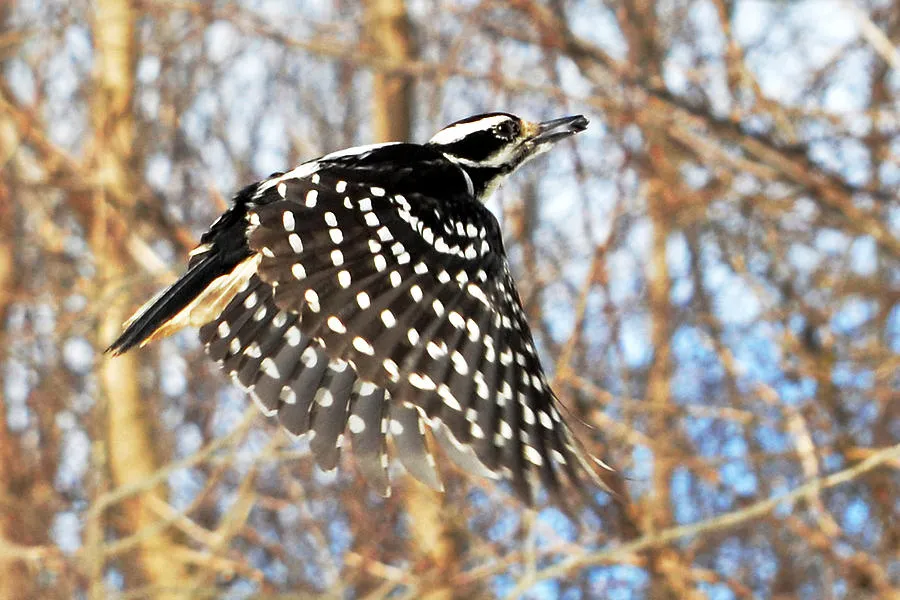 Hairy Woodpecker