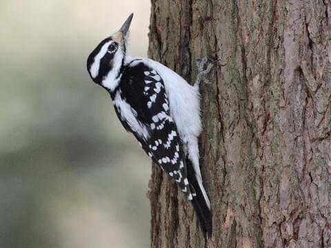 Hairy Woodpecker