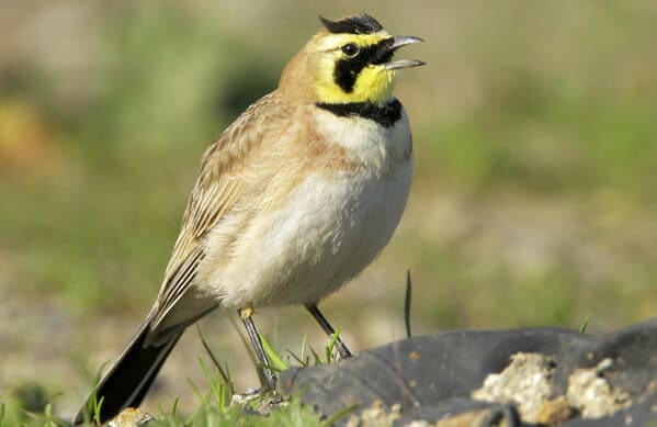 Horned Lark