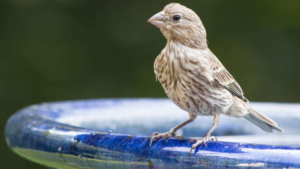 House Finch 