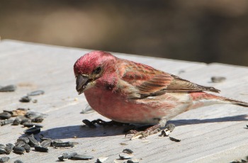 House Finch