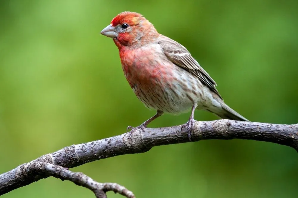 House Finch