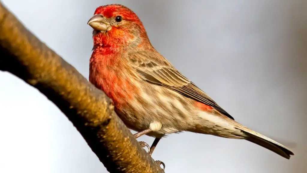 House Finch