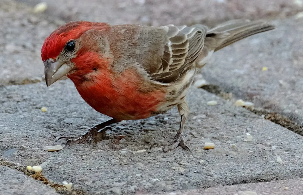 House Finch