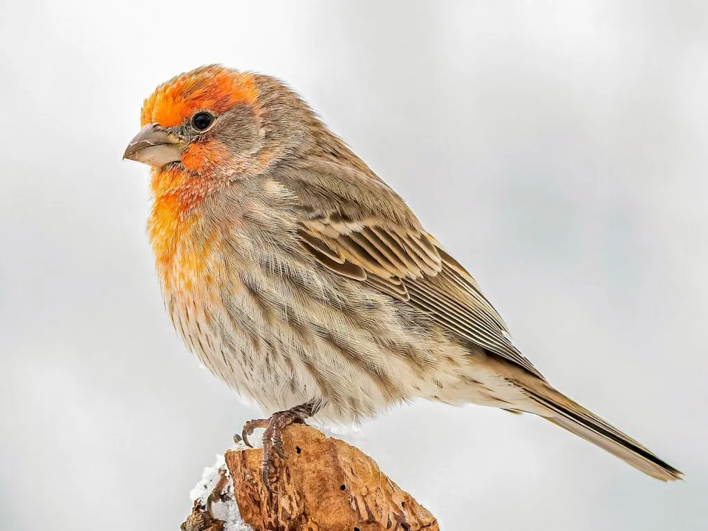 House Finch