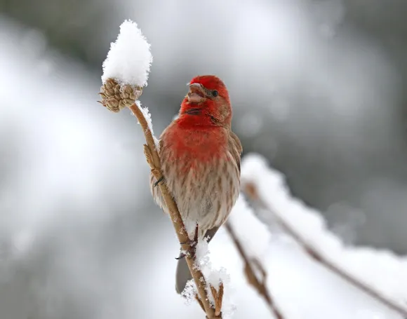 House Finch