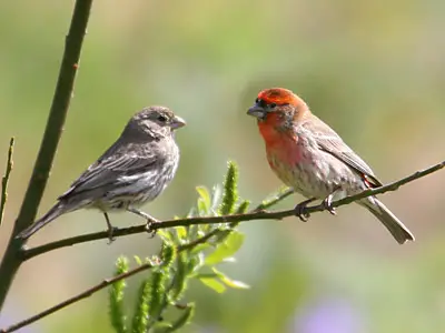 House Finch