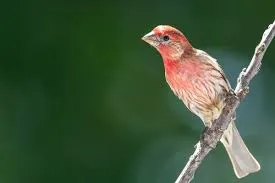 House Finch