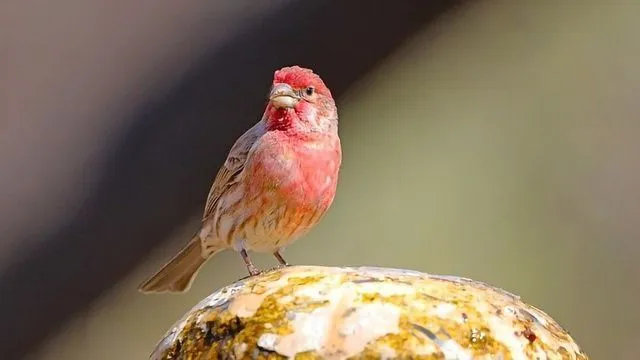 House Finch