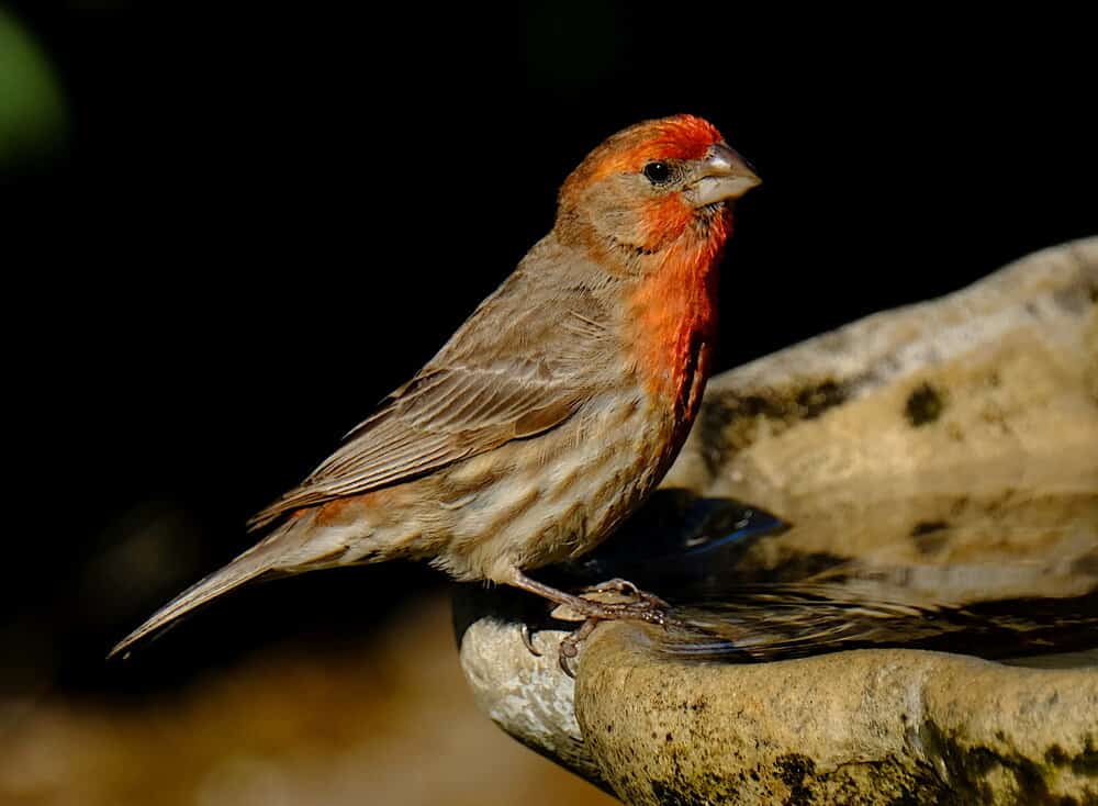 House Finch