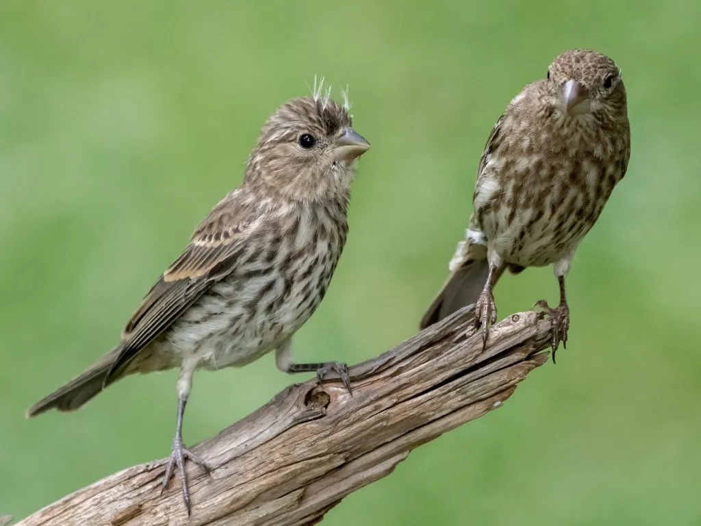 House Finch