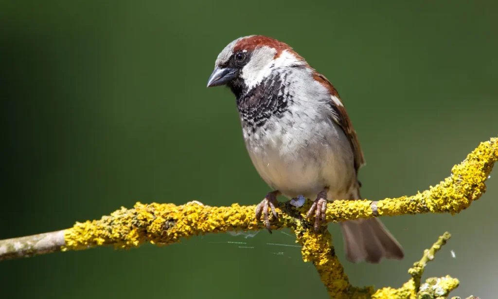 House Sparrow 