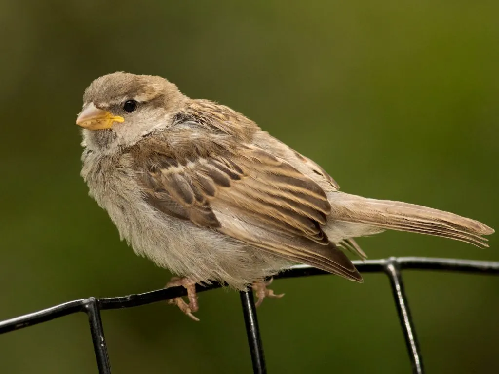 House Sparrow