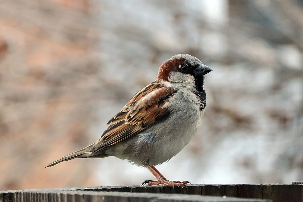 House Sparrow