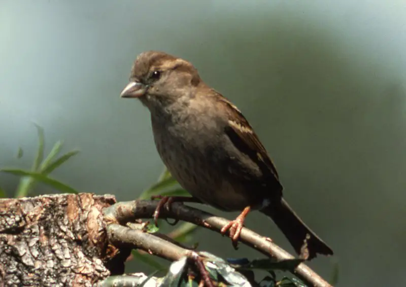 House Sparrow