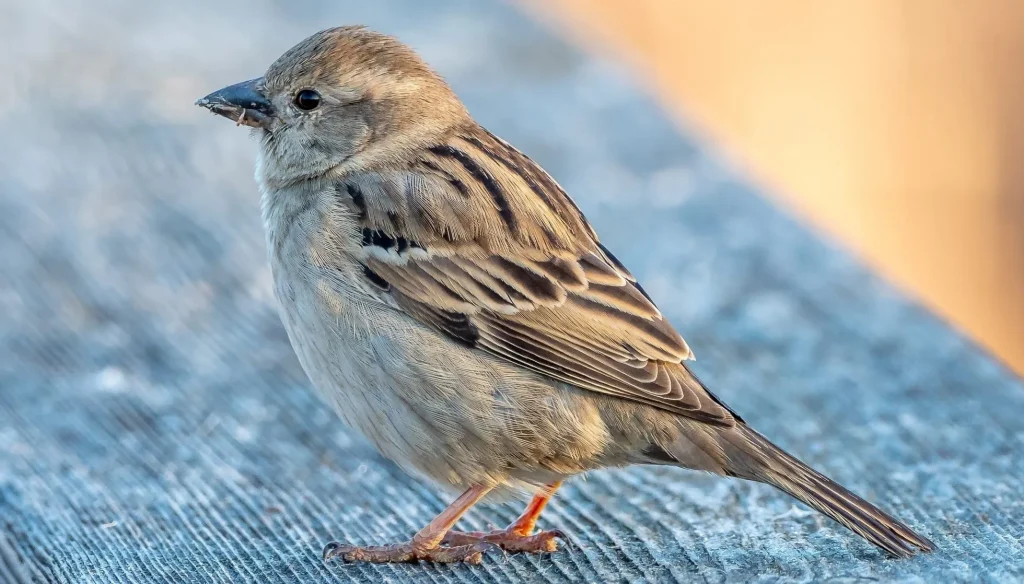 House Sparrow