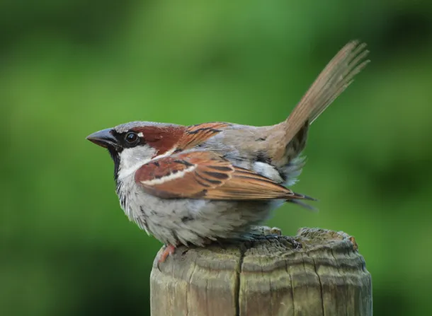 House Sparrow