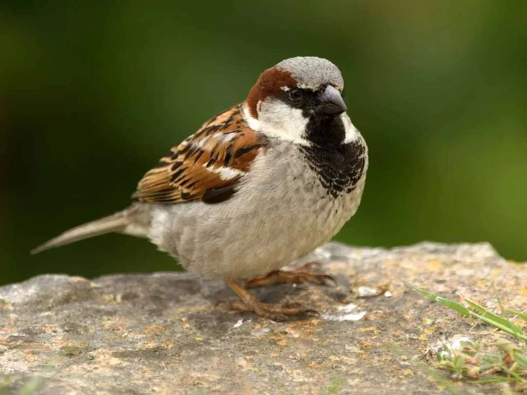 House Sparrow