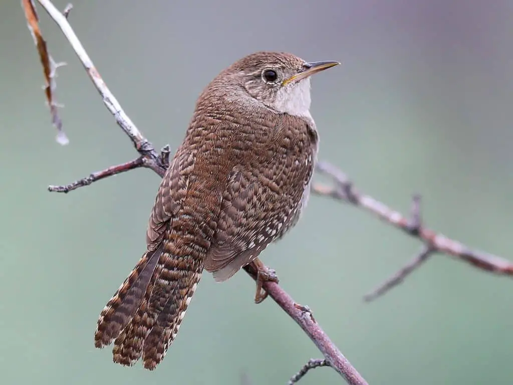 House Wren 