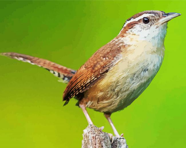 House Wren