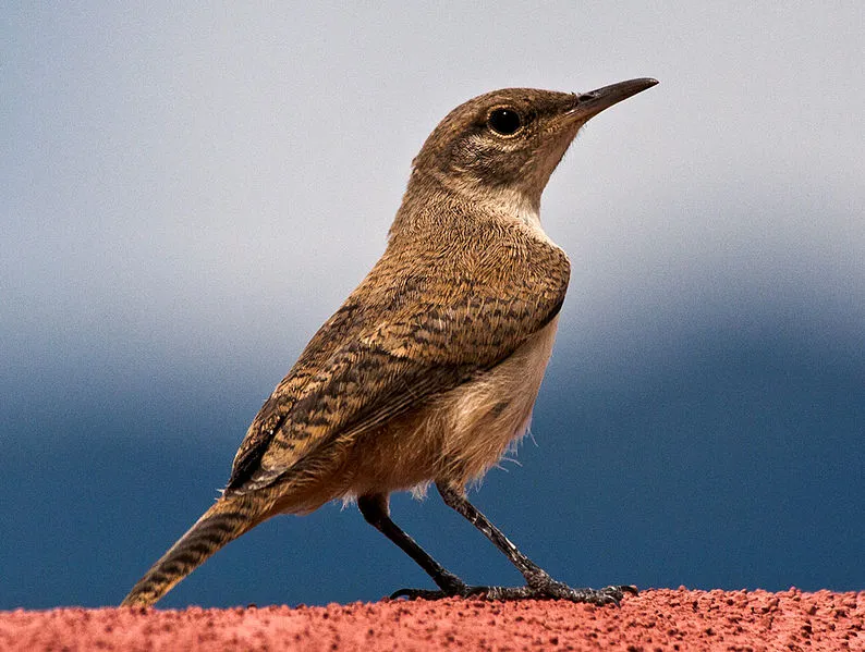 House Wren