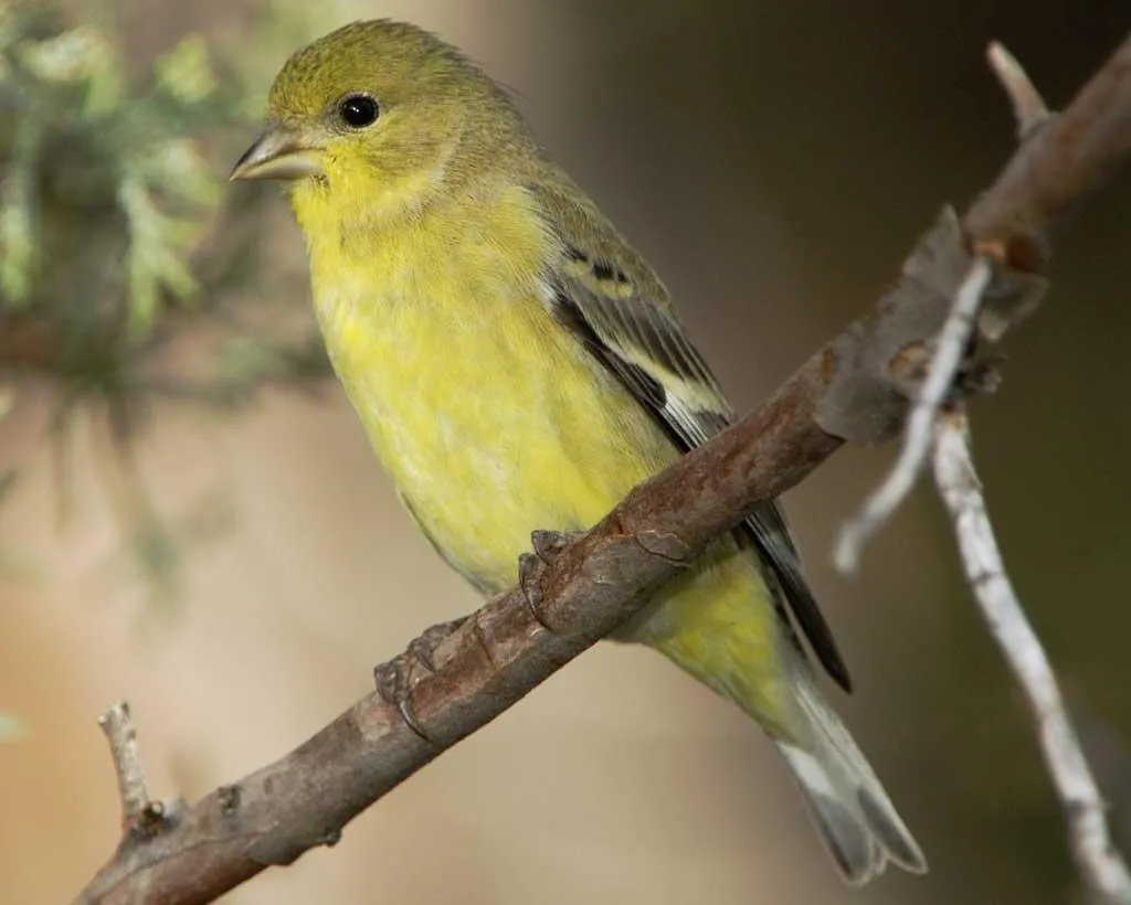 Lesser Goldfinch