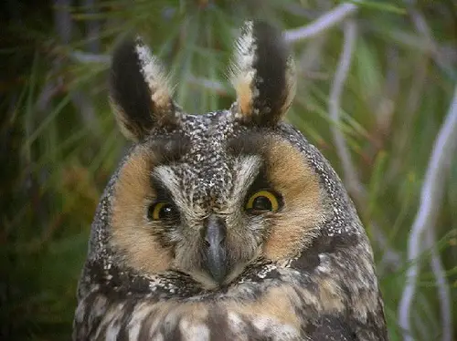 Long-eared Owl