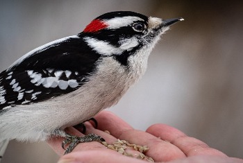 Downy Woodpecker