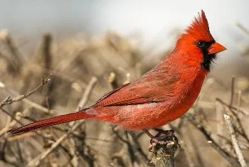 Northern Cardinal