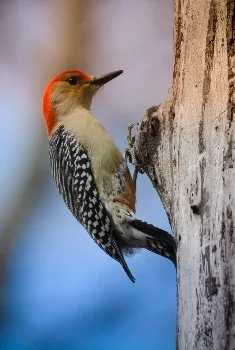 Red-Bellied Woodpecker