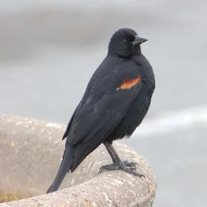 Red-Winged Blackbird