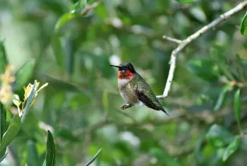 Ruby-Throated Hummingbird