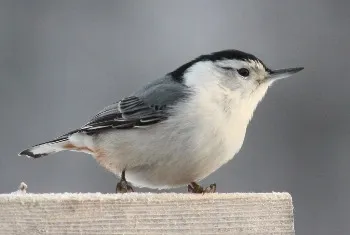 White-Breasted Nuthatch