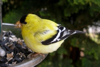 American Goldfinch