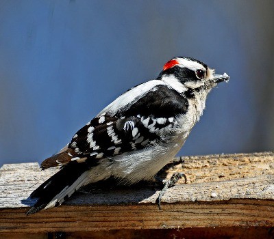 Downy Woodpecker