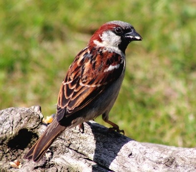 House Sparrow