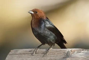 Brown-headed Cowbird