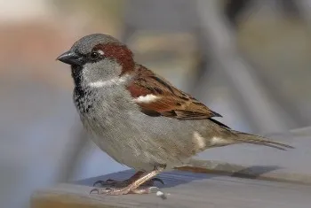 House Sparrow