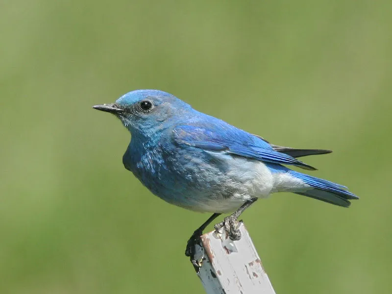 Mountain Bluebird