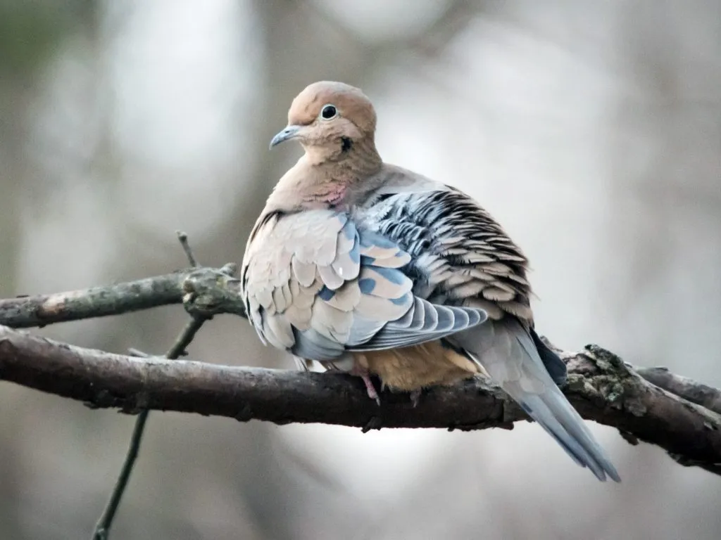 Mourning Dove 