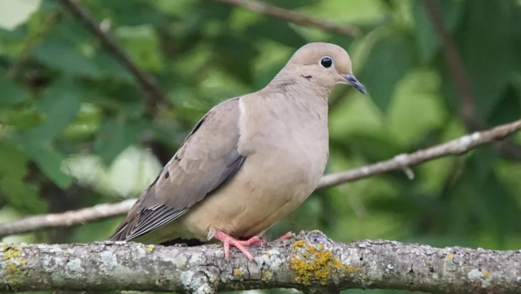 Mourning Dove