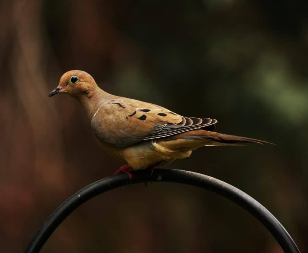 Mourning Dove